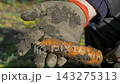 The hands of a farmer are shown holding carrots  143275313