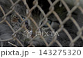 Caged feline with lifeless eyes 143275320