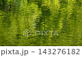 Metasequoia reflected on the water 143276182