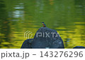Kingfisher perched on a rock 143276296