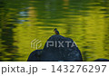Kingfisher perched on a rock 143276297
