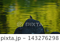 Kingfisher perched on a rock 143276298