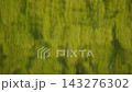 Metasequoia reflected on the water 143276302