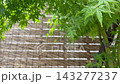 雨水打濕的綠色楓葉構成了一幅美麗的畫框。 143277237
