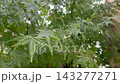 綠葉和秋葉上掛著雨滴 143277271
