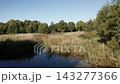 Drone moving from pond water toward a dense reed bed 143277366