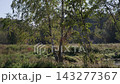 Slow rightward pan across birch trees beside a pond 143277367