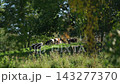 Cattle grazing beyond foreground trees in a sunlit pasture 143277370