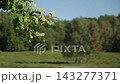 Oak leaves moving against a softly blurred meadow 143277371