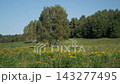 Rightward pan across wildflowers and a rural meadow path 143277495