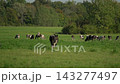 Rightward pan across a cattle herd in green pasture 143277497