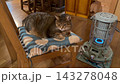 ログハウスのストーブで温まるキジトラ猫 ログハウスのストーブで温まるキジトラ猫 143278048