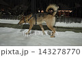 A dog being walked on a snowy street of a suburban area at night 143278770