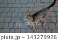 Young Gray Cat Climbs Down from Chair Covered with Yellow Fabric and Walks Away Outdoors 143279926
