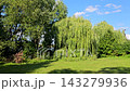 Green trees and fresh grass along a forest edge beneath a bright blue summer sky creating a peaceful natural countryside landscape 143279936