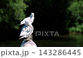 Seagulls Resting Near Flowing Water. Seagulls Sitting On Post Overlooking Peaceful River Landscape Scene 143286445
