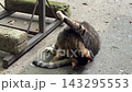 山寺の参道で毛づくろいする猫　のんびりした午後 143295553