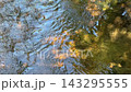 川面のさざ波と落ち葉　秋の銀山温泉の清流 143295555