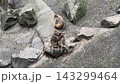 サルの毛づくろい 143299464