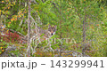 Wolf in Scandinavian forest during late summer with green and autumn foliage 143299941