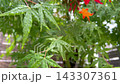 雨天裡的綠葉和秋葉 143307361