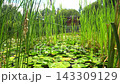 Static View of Reeds and Water Lilies With Traditional Red Pavilion 143309129