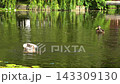 Ducks Diving Swimming and Rising Upright on Pond in Sunny Garden 143309130
