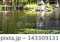 Ducks Splashing and Preening on Calm Pond in Sunny Garden 143309131