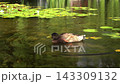 Duck Swimming, Diving and Scratching Head in Sunny Pond 143309132