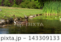 Duck Swimming and Preening Near Pond Shore With Water Lilies 143309133