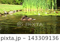 Duck Swimming and Preening on Clear Pond with Water Lilies 143309136