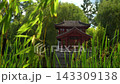 Static View of Traditional Red Pavilion Behind Green Reeds by Pond  143309138