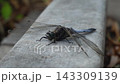 Static Macro Close Up of Blue Dragonfly Resting on Stone Surface 143309139