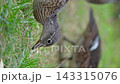 A female mandarin duck walking around looking for food. A female mandarin duck walking around looking for food. 143315076