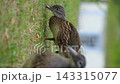 Two female mandarin ducks eating. Two female mandarin ducks eating. 143315077