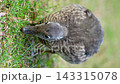 A young female mandarin duck foraging. A young female mandarin duck foraging. 143315078