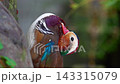 A male mandarin duck stands sleepily by the water's edge. A male mandarin duck stands sleepily by the water's edge. 143315079