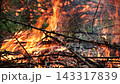 Closeup burning campfire, fire flames on wood logs and tree branches in forest 143317839