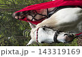 Model in a tiara and red veil adjusts her hair on a horse 143319169