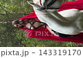 Model poses with red fabric on a white horse in woodland 143319170