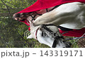 Model in a red veil poses as a white horse turns its head 143319171