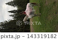 Model in a pink gown stroking a white horse from the saddle 143319182