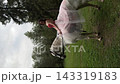 Model in a pink gown changing poses on a white horse 143319183