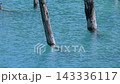 北海道美瑛町の青い池、枯木と水面と光の輝き 143336117