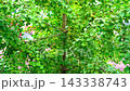 Fresh green leaves of a ginkgo biloba tree in summer, South Korea 143338743