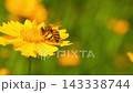 The honey bee collects pollen from a Lanceleaf Coreopsis flowers Collects nectar 143338744
