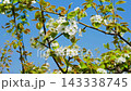 Bloosoms of the Nashi pear, Pyrus pyrifolia, in spring 143338745