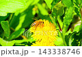 Macro. The honey bee collects pollen from a dandelion flower. Collects nectar 143338746