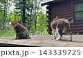 ウッドデッキをパトロールするキジトラ猫とサバトラ猫 ウッドデッキをパトロールするキジトラ猫とサバトラ猫 143339725