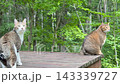 ウッドデッキをパトロールするキジトラ猫とサバトラ猫 ウッドデッキをパトロールするキジトラ猫とサバトラ猫 143339727